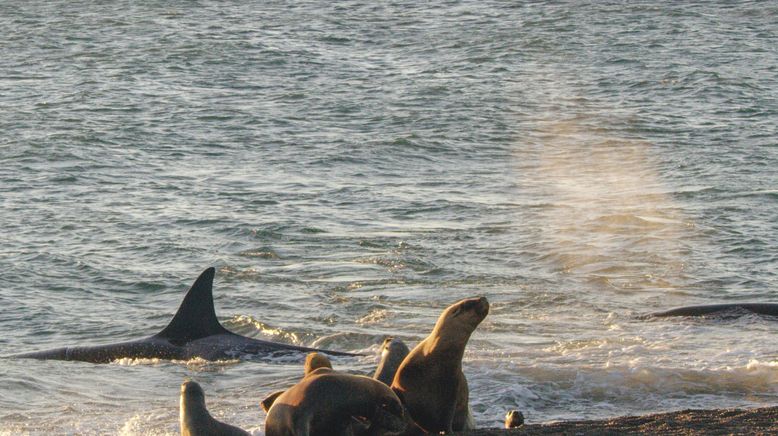 Tierische Freibeuter der Meere