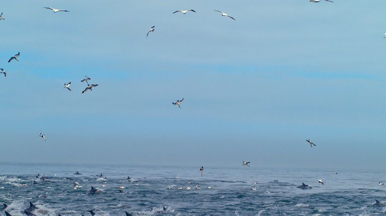 Tierische Freibeuter der Meere