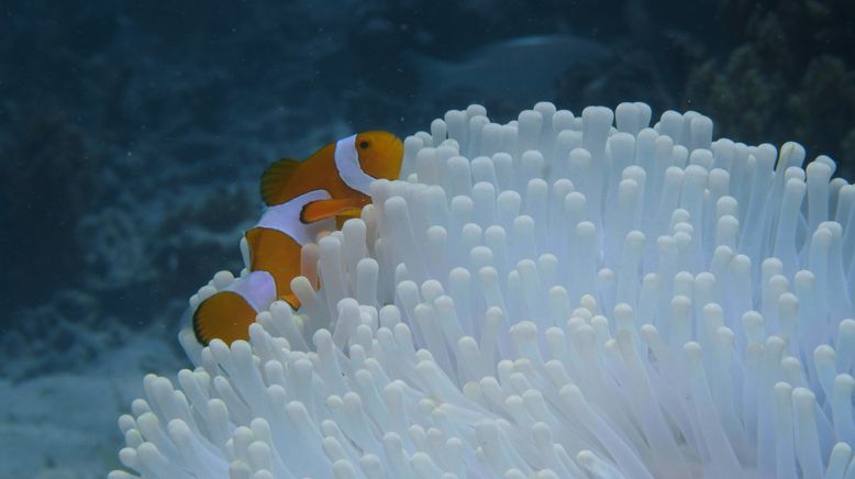 Into the Blue - Indonesiens Unterwasserparadiese