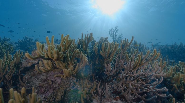 Into the Blue - Indonesiens Unterwasserparadiese