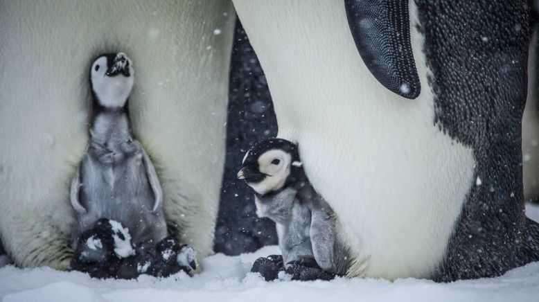 Eisbabys - Eine Kindheit in der Antarktis