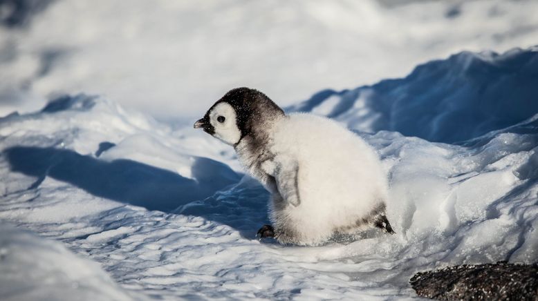 Eisbabys - Eine Kindheit in der Antarktis