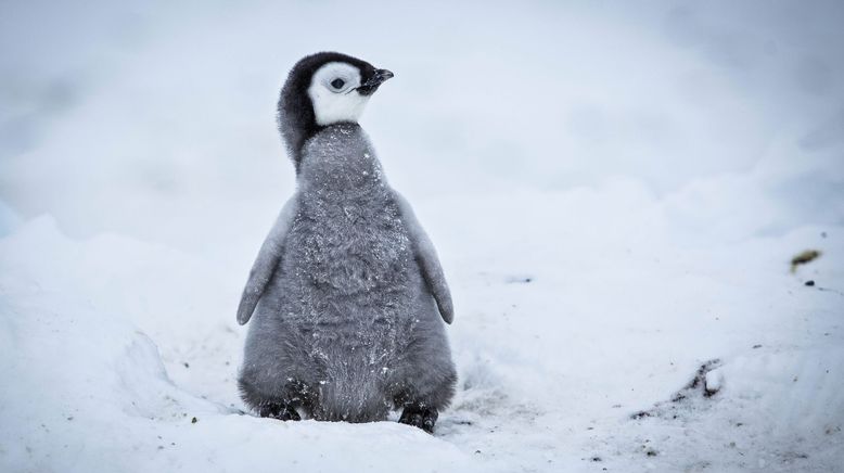 Eisbabys - Eine Kindheit in der Antarktis