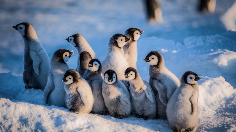 Eisbabys - Eine Kindheit in der Antarktis