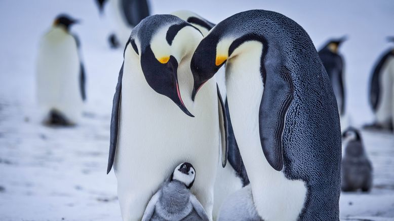 Eisbabys - Eine Kindheit in der Antarktis