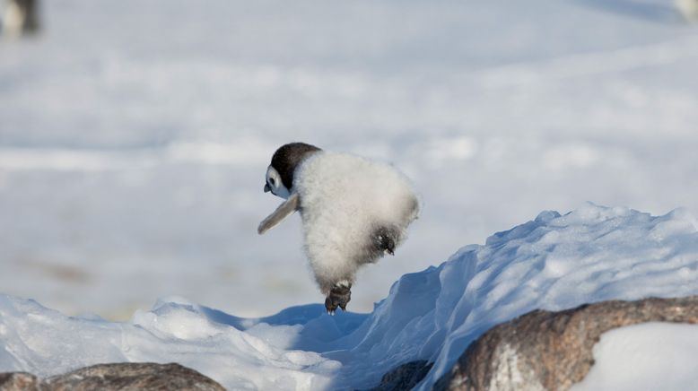 Eisbabys - Eine Kindheit in der Antarktis