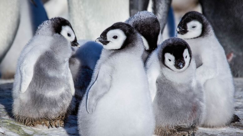 Eisbabys - Eine Kindheit in der Antarktis