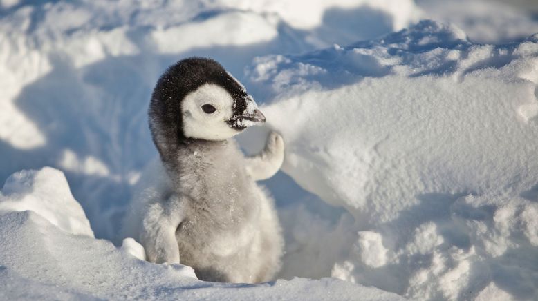 Eisbabys - Eine Kindheit in der Antarktis