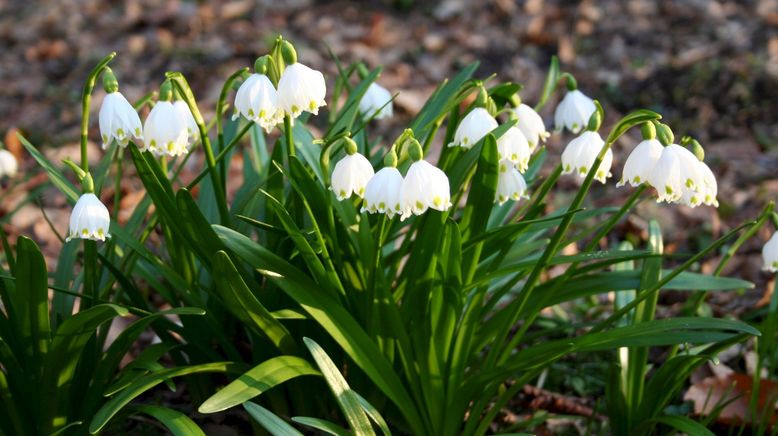 Pielach - Im Garten der Voralpen