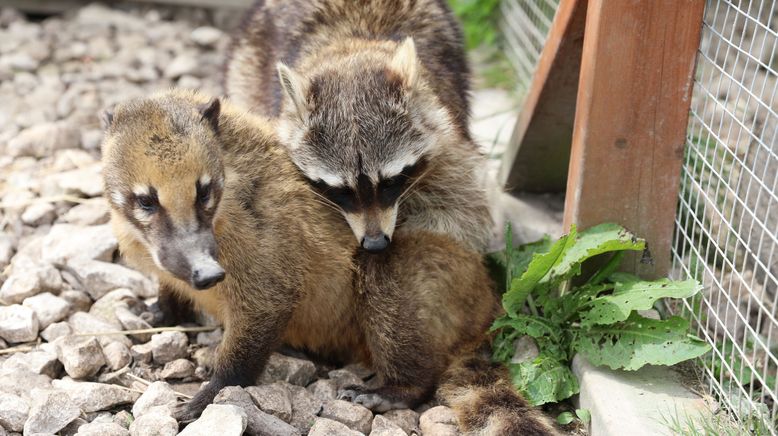 Fantastische Tierfreundschaften