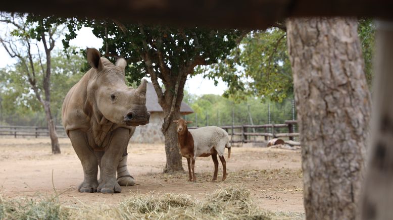 Fantastische Tierfreundschaften