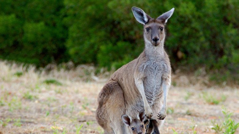 Australiens geheime Inseln