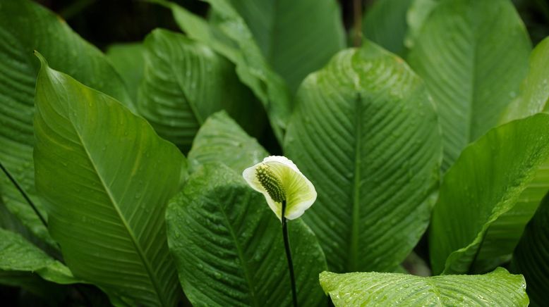 Schnittgut. Alles aus dem Garten