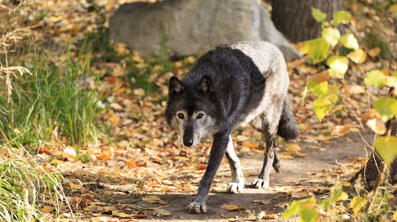 Wenn Tiere angreifen