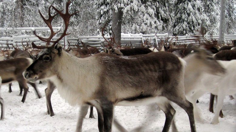 Winterreise durch Lappland