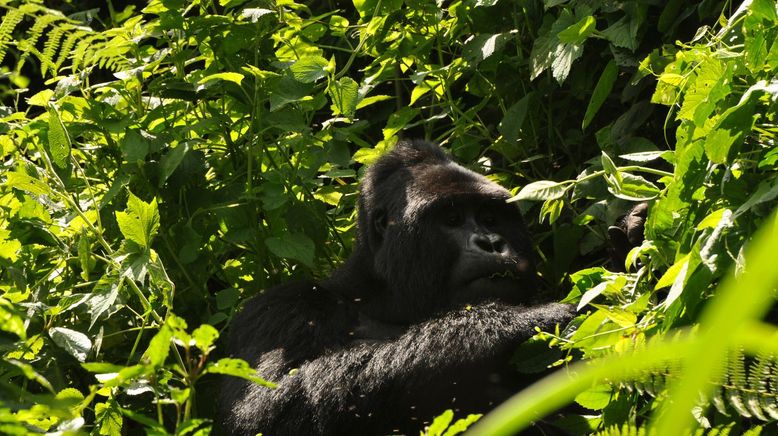 Deadly 60 - Die gefährlichsten Tiere der Welt