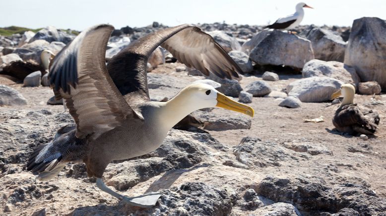 Galapagos