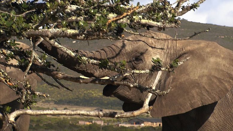 Am Kap der wilden Tiere