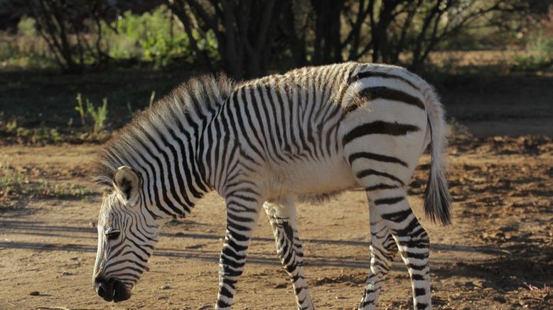 Paula und die wilden Tiere