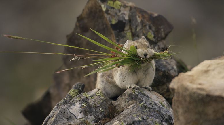 Kanada: Ein Jahr in der Wildnis