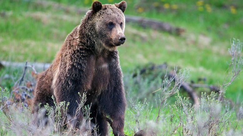 Yellowstone - Im Bann der Geysire