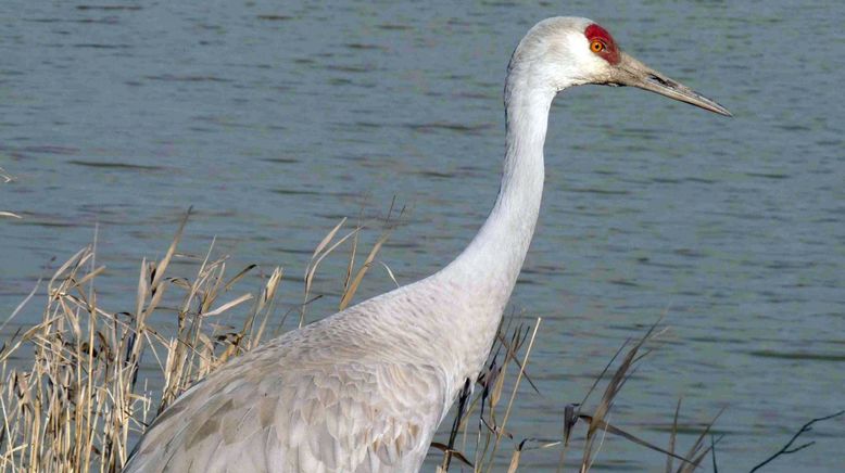 Land der Adler - Britisch Kolumbien im Winter