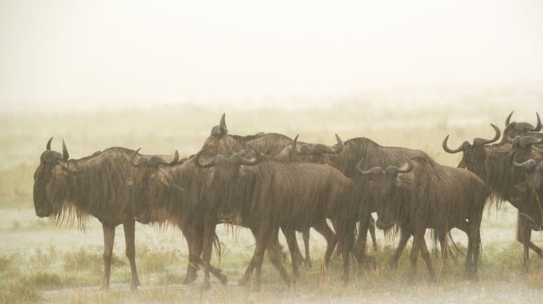 Wasserlöcher - Oasen für Afrikas Fauna