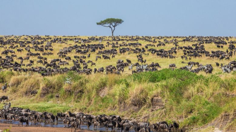 Wasserlöcher - Oasen für Afrikas Fauna