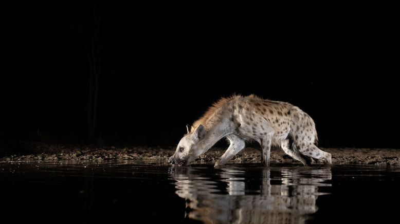 Wasserlöcher - Oasen für Afrikas Fauna