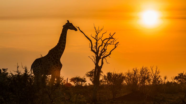 Wasserlöcher - Oasen für Afrikas Fauna