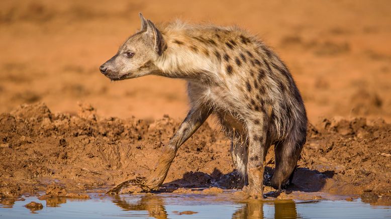 Wasserlöcher - Oasen für Afrikas Fauna