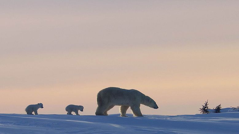 Königreich der Eisbären