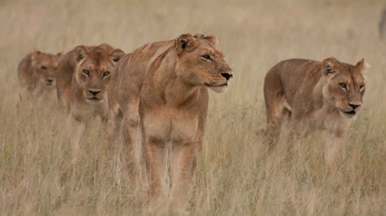 Löwinnen: Jagd ums Überleben