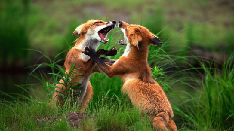 Animal Fight Club