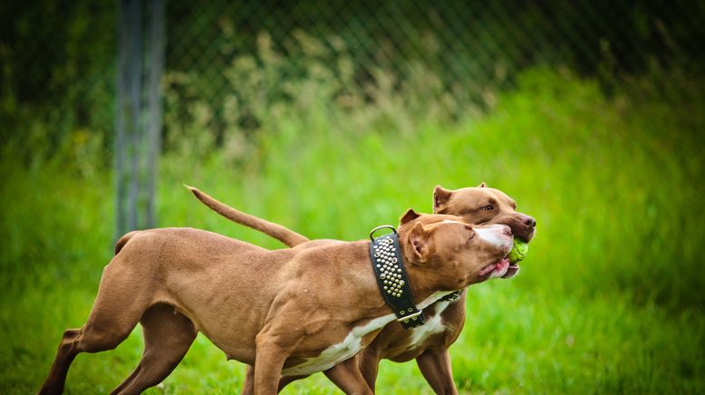 Pitbulls auf Bewährung