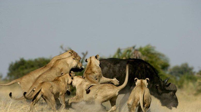 Löwe vs. Büffel: Erbarmungslose Feinde