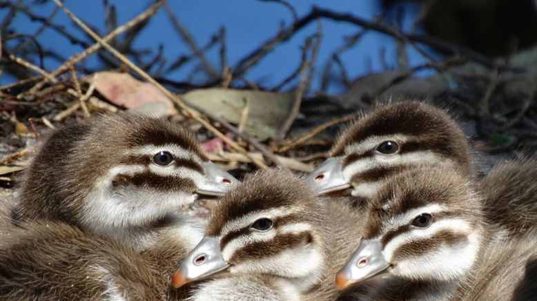 Tierbabys ganz groß