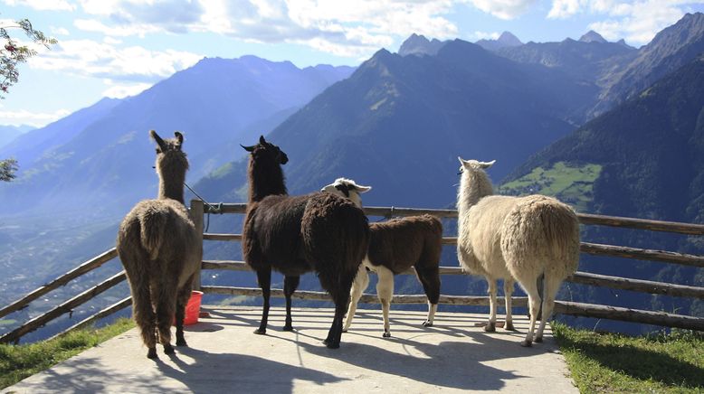 Die Alpen - Das hohe Herz Europas