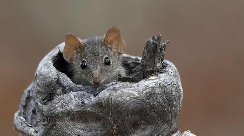 Mini-Monster - Australiens flauschige Räuber