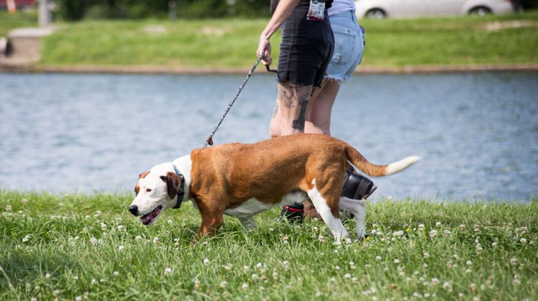 Pitbulls auf Bewährung