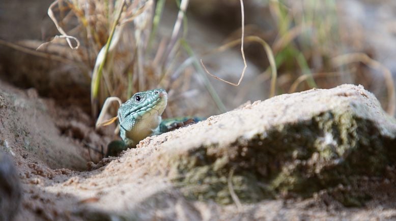 Europas verborgene Naturwunder