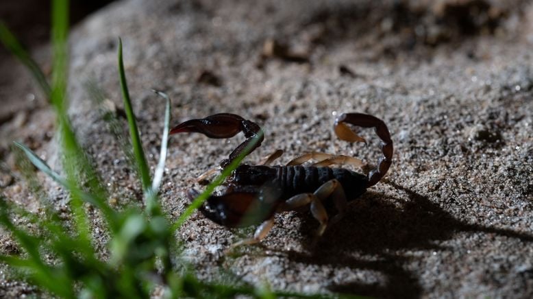 Europas verborgene Naturwunder