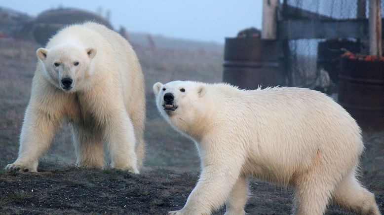 Wrangel Island - Im Treibhaus der Arktis