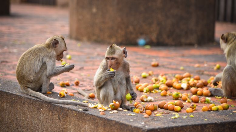 Thailands faszinierende Wildnis