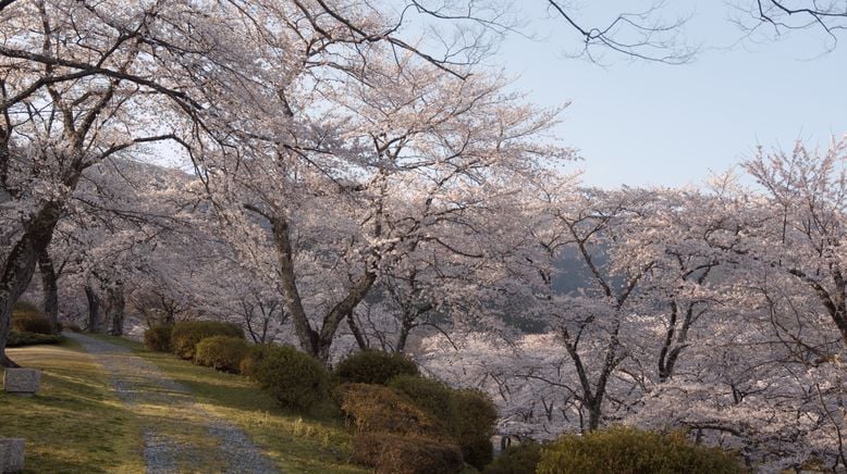 Japan im Licht der Jahreszeiten