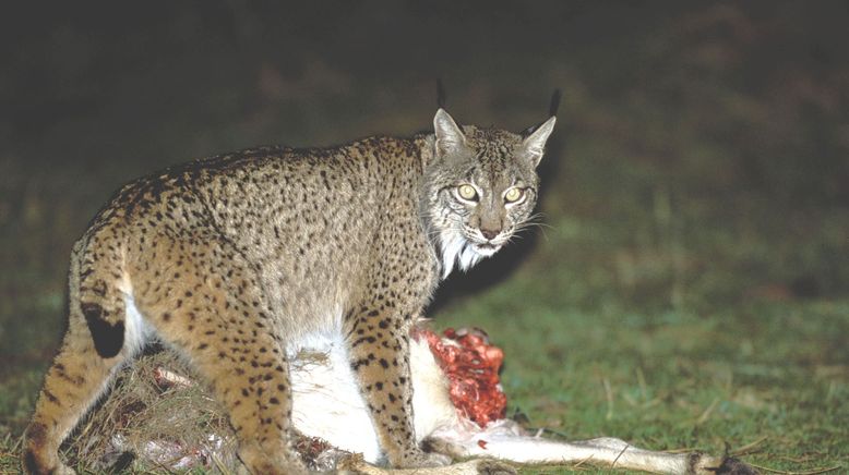 Gemeinsam sind sie stark - Afrikas Zebramungos