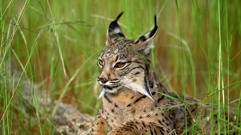 Gemeinsam sind sie stark - Afrikas Zebramungos