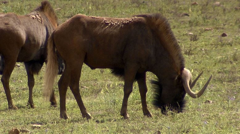 Am Kap der wilden Tiere