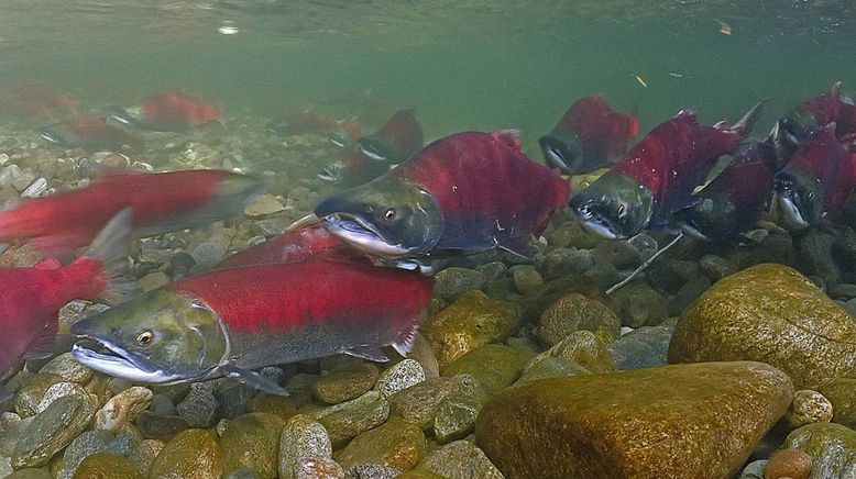 Kamtschatka - Im Bann der roten Fische