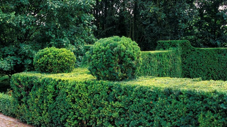 Schnittgut. Alles aus dem Garten